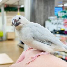 【最新画像更新🪄】高級感溢れるカラー🌟⋆꙳シルバー文鳥 ヒナ