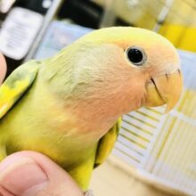 【最新画像更新☆☆】意外なカラフルカラー！？　コザクラインコ