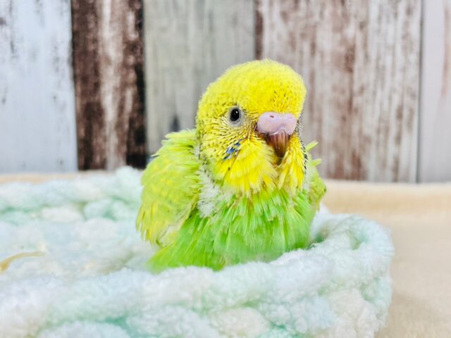 イエローとグリーンが可愛い♡セキセイインコ（スパングル）ヒナ