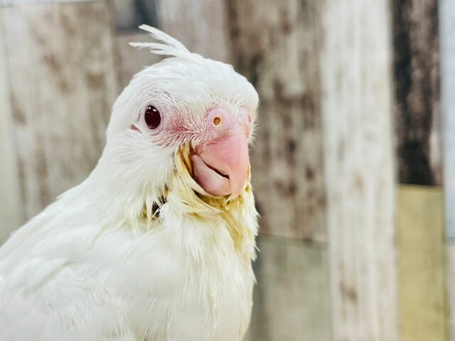 オカメインコ