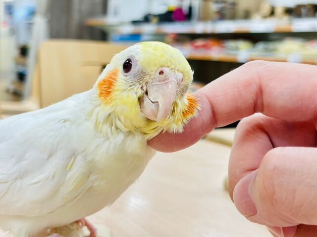 オカメインコ