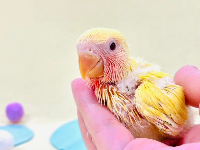 コザクラインコ（小桜インコ）