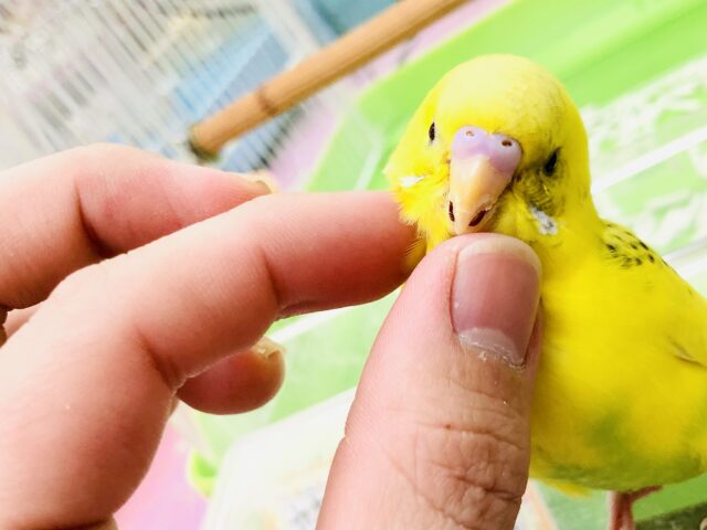 セキセイインコ