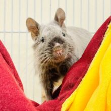 【最新画像更新🪄】綺麗なシルバーが魅力的♡♡デグー（シルバー）女の子