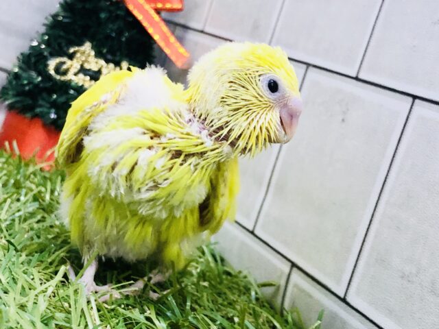 セキセイインコ