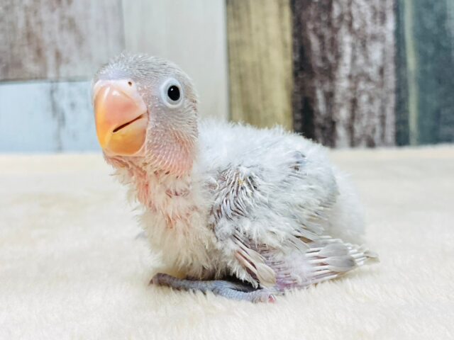 わたっ子の天使🪽シロボタンインコ　ヒナ