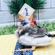 大きくなったらどんな子かな？？　キンカチョウ