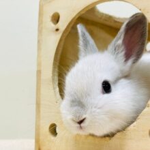 神秘的な可愛さ🐰💓ネザーランドドワーフ（フロスティ）女の子