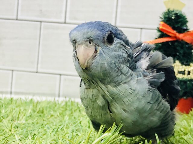 サザナミインコ