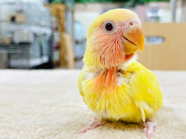 コザクラインコ（小桜インコ）