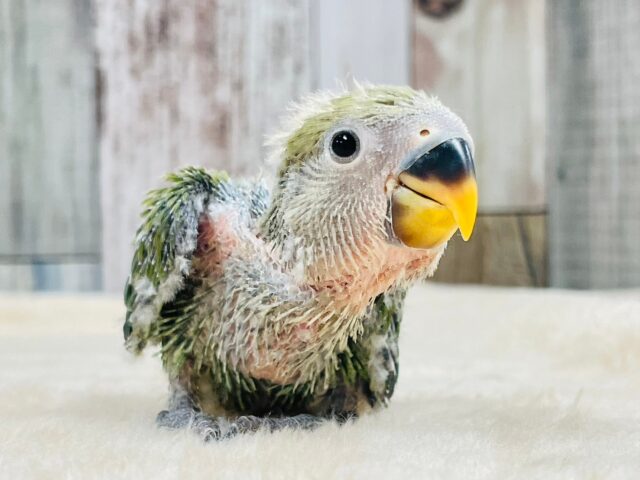 コザクラインコ（小桜インコ）