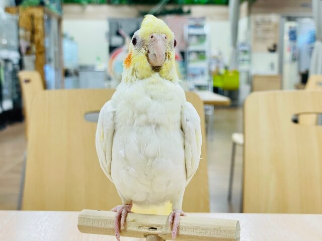 オカメインコ