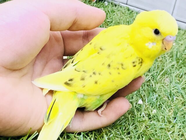 セキセイインコ