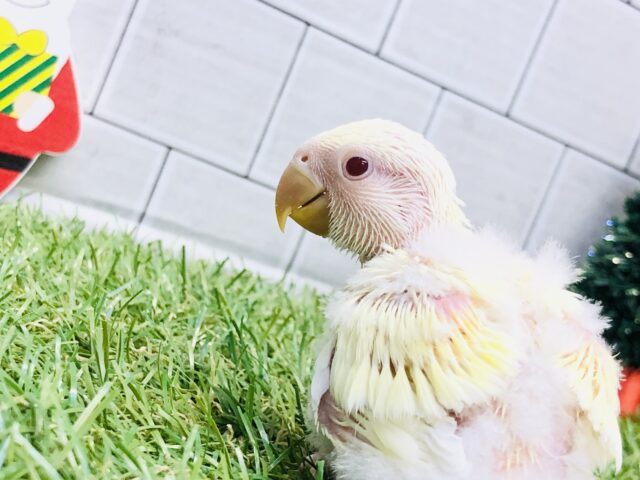 コザクラインコ（小桜インコ）