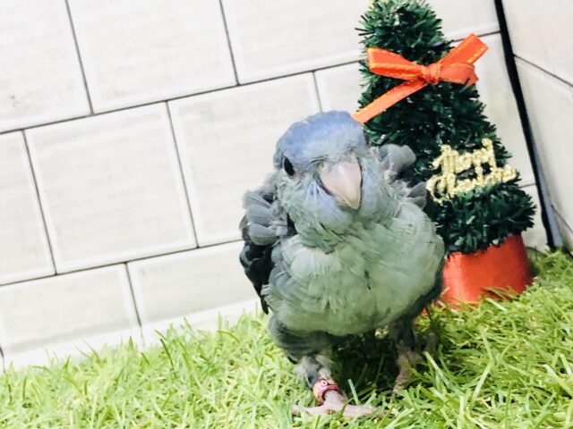 サザナミインコ