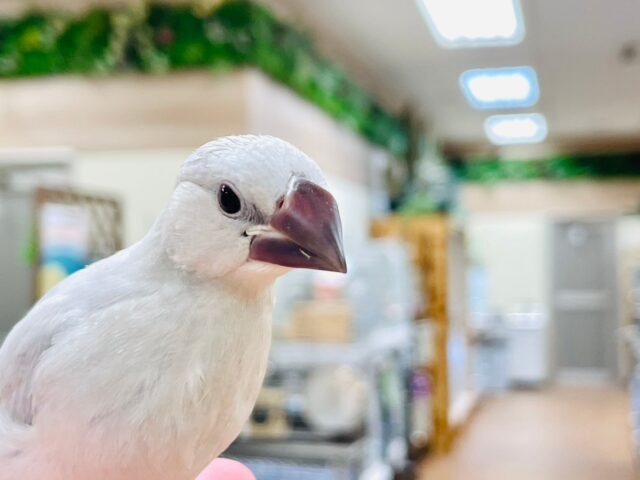 シルバー文鳥