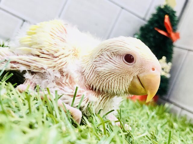 クリ〜ミ〜なカラーがやってきました〜　コザクラインコ