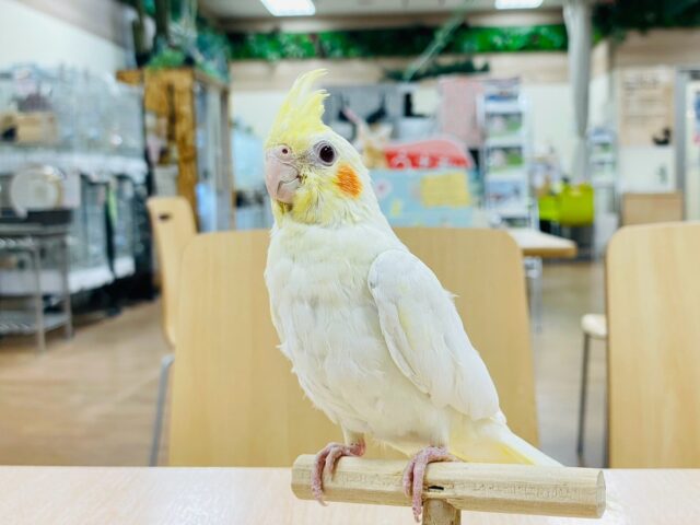 オカメインコ