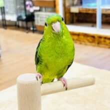 【最新画像・動画更新🪄2回エサになりました☆】ふわふわもこもこ妖精ちゃん🧚サザナミインコ（ノーマル）