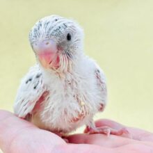控えめな模様がお上品𖤐´-セキセイインコ（ハルクイン）ヒナ