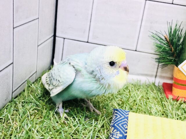 セキセイインコ