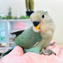 【最新画像更新🪄】愛くるしいお顔♡*゜コザクラインコ（ブルーチェリー）ヒナ