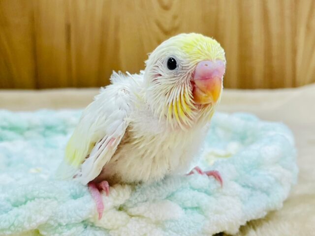 セキセイインコ