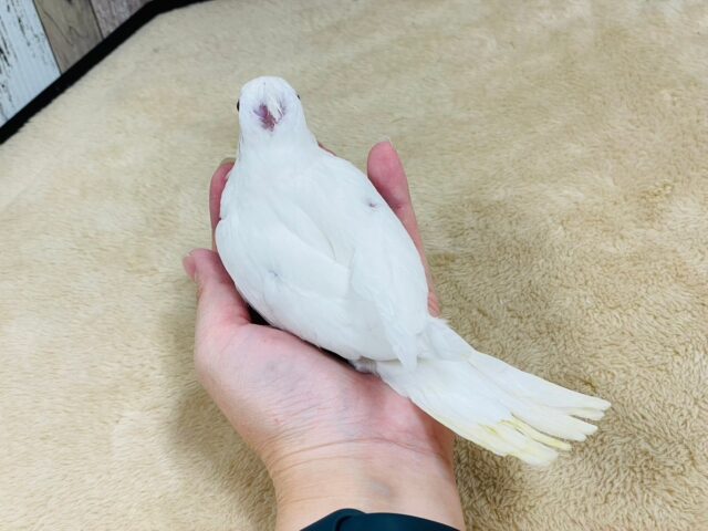 オカメインコ