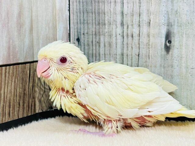 サザナミインコ