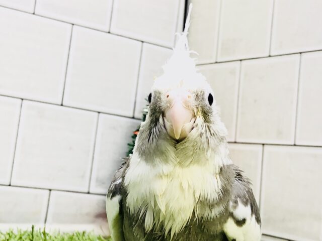 オカメインコ