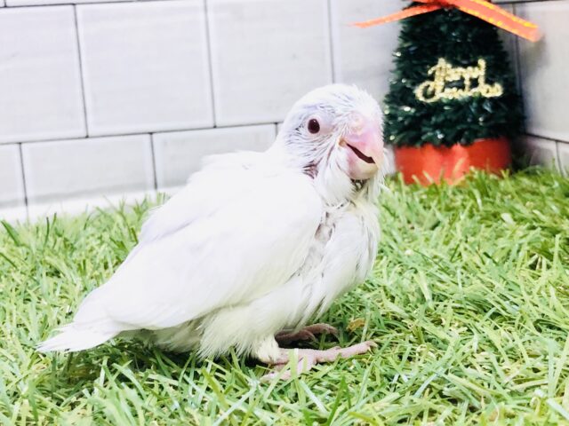 初入舎カラー？？　マメルリハインコ