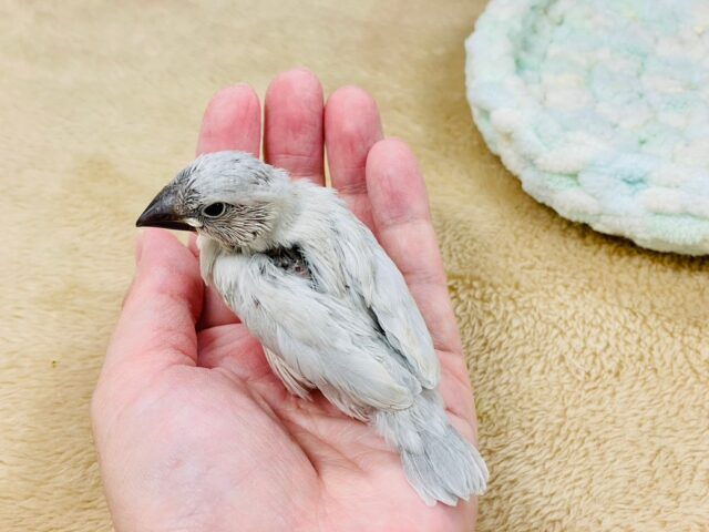 シルバー文鳥