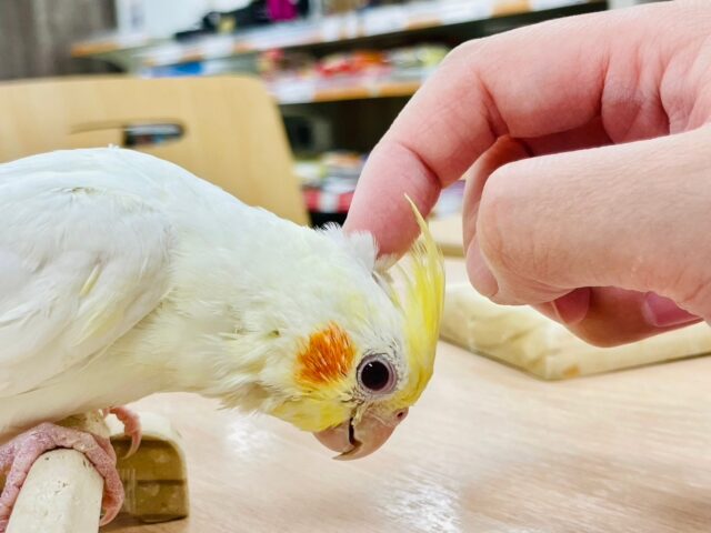 オカメインコ