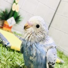 王道人気カラー！！　セキセイインコ