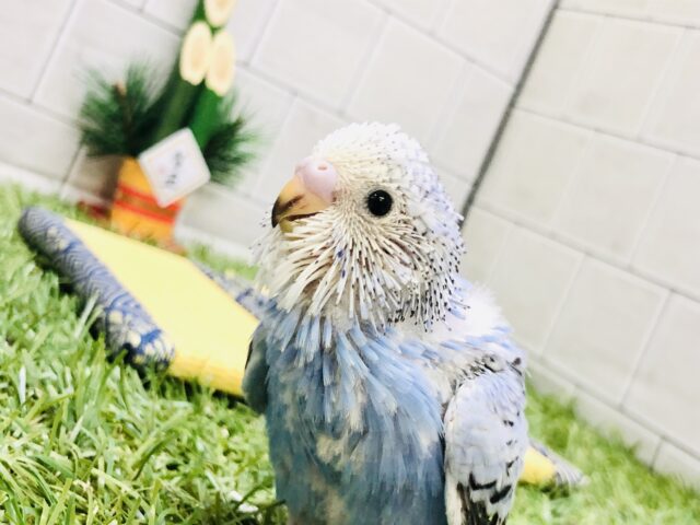 王道人気カラー！！　セキセイインコ