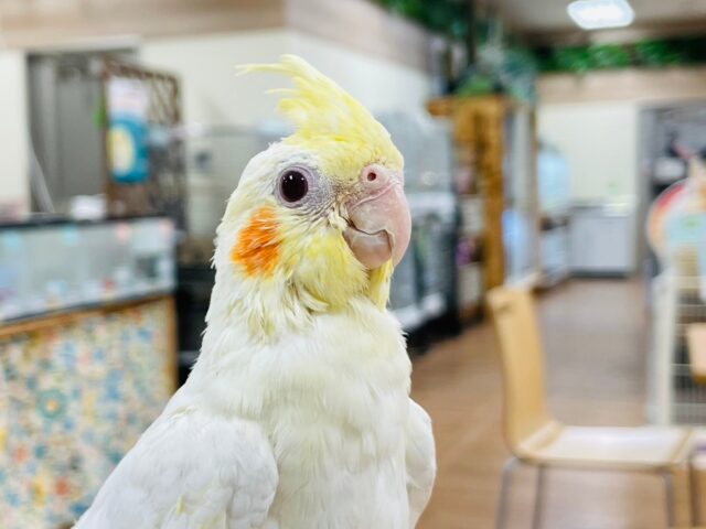 オカメインコ