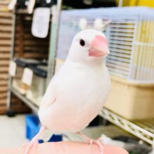 【最新画像更新☆☆】オシャレにコート羽織ってみたりして・・・　白文鳥