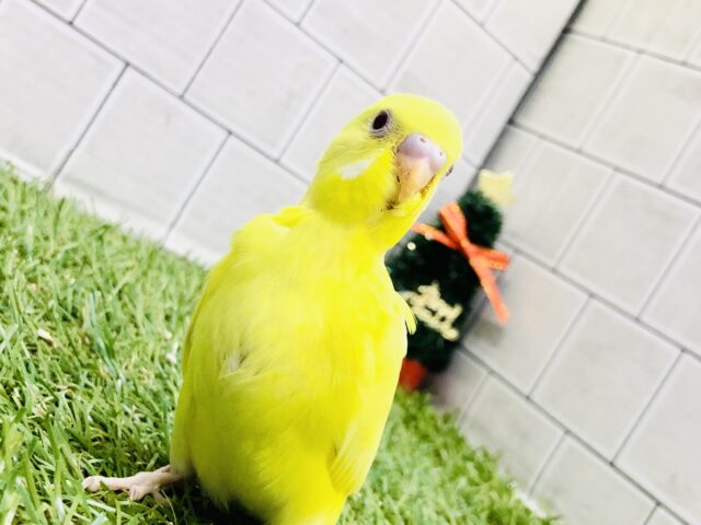 セキセイインコ