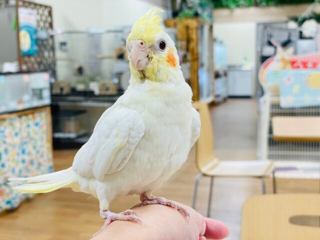 オカメインコ