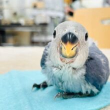 【最新画像更新🪄】わたっ子可愛過ぎ💕コザクラインコ（バイオレット）ヒナ