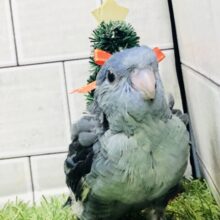 ガッチリムチムチ！？　サザナミインコ