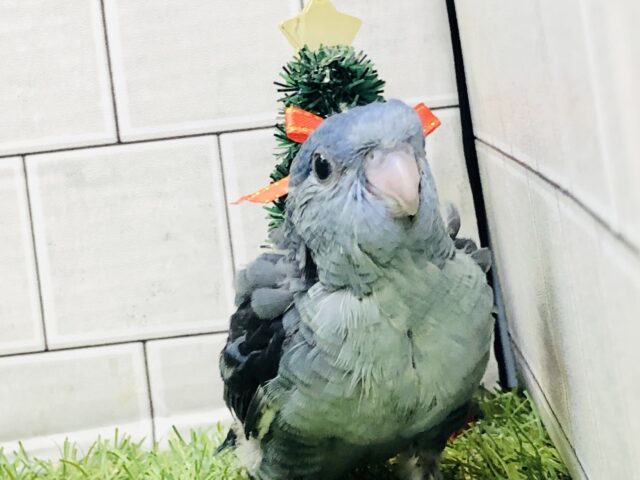 ガッチリムチムチ！？　サザナミインコ