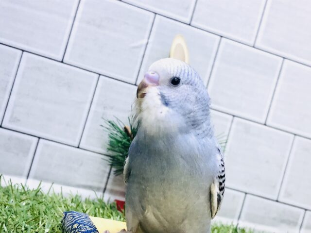 オトナグレー！？　セキセイインコ