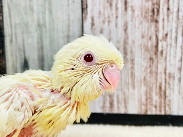 サザナミインコ