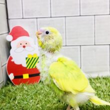 よ～く見ると模様がある！？　セキセイインコ