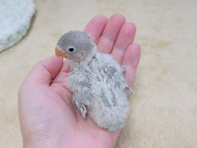 シロボタンインコ