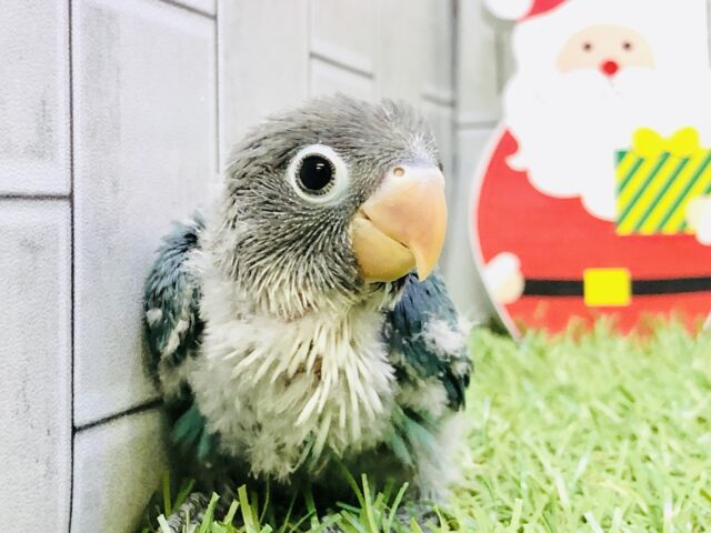 ブルーボタンインコ