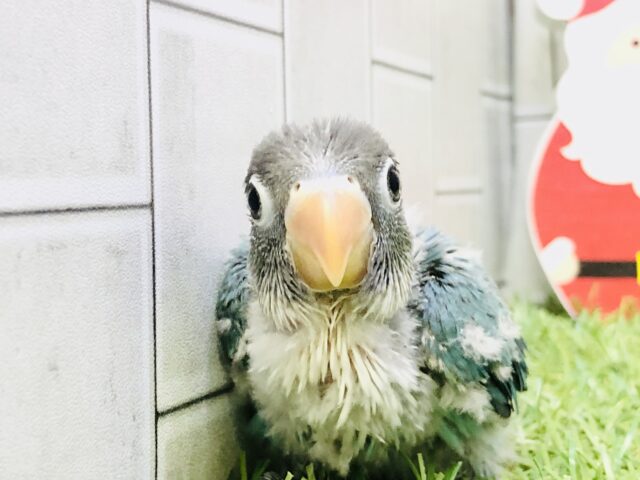 ブルーボタンインコ