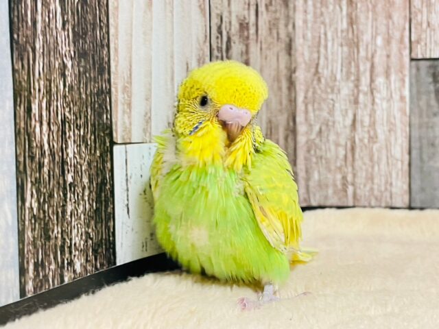 セキセイインコ