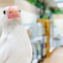 【最新動画更新🪄カゴデビューしました☆】真っ白になるの♡白文鳥　ヒナ